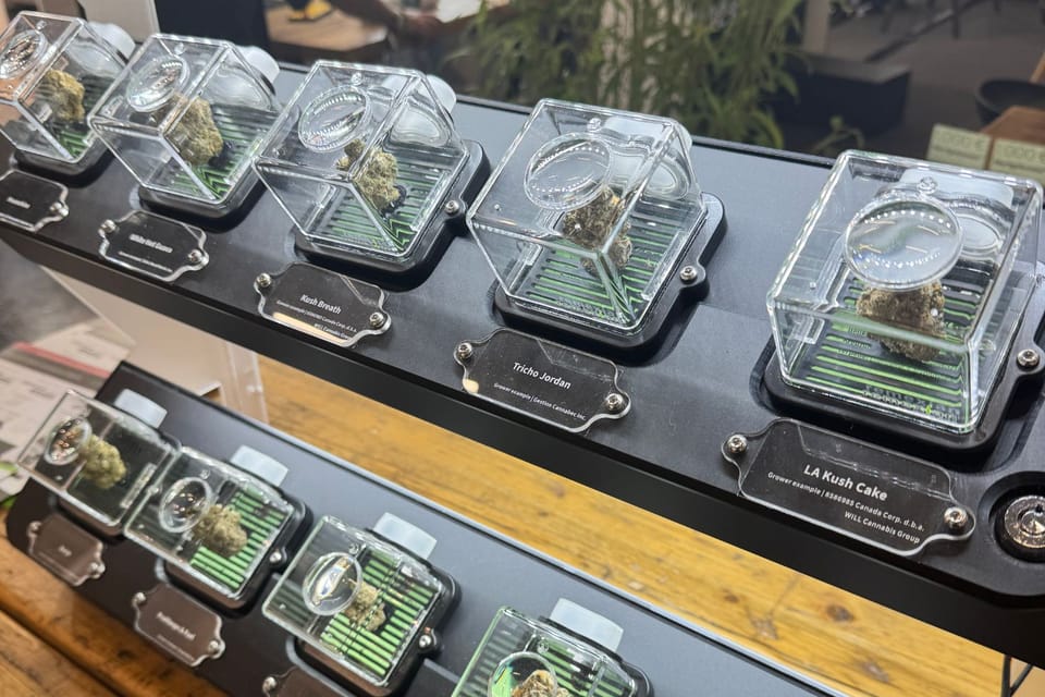 Two lit shelves of cannabis buds in magnifier display cases at a pharmaceutical trade fair, each labelled with a strain name like Kush Breath, Tricho Jordan and LA Kush Cake.